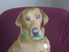 Brady
