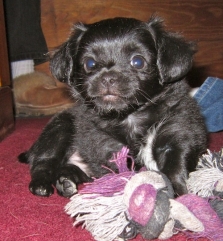 Dudley