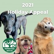Holiday Appeal 2021