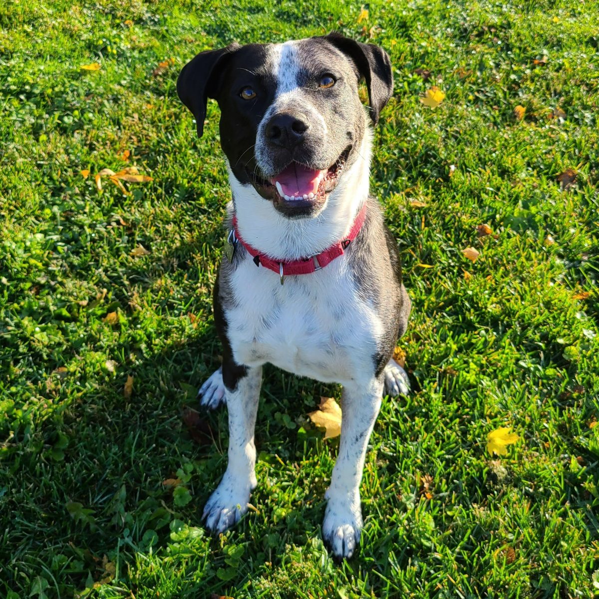 Pebble Ranch Rescue Pebble β Adopted! β Peppertree Rescue