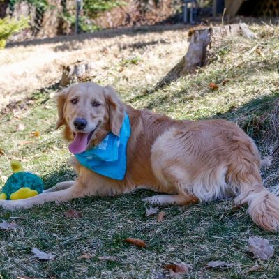 Carly Ann and Scarlet Rose – Adopted! – Peppertree Rescue