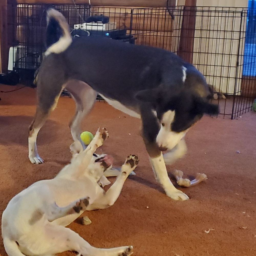 Zia – Adoption Pending – Peppertree Rescue