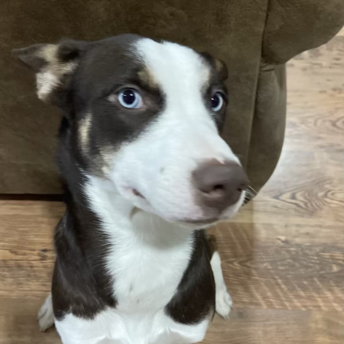 Zia – Adopted! – Peppertree Rescue