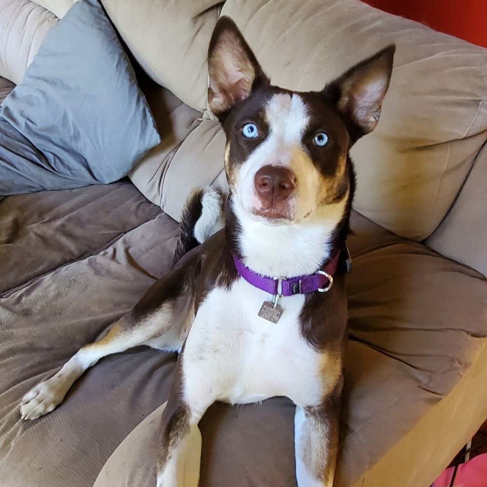 Zia – Adopted! – Peppertree Rescue