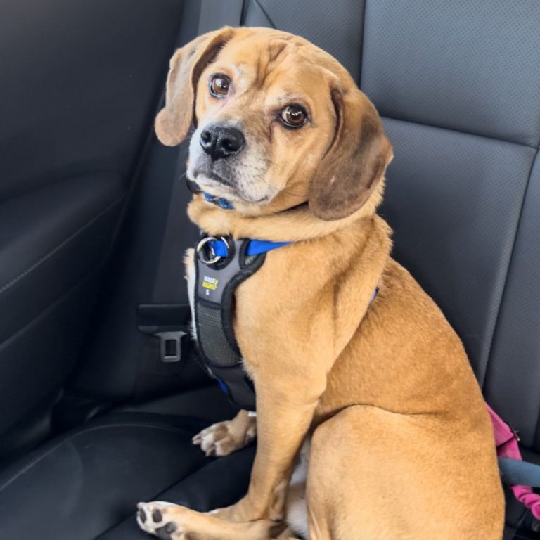 Eooerr Ree Garbanzo – Adopted! – Peppertree Rescue