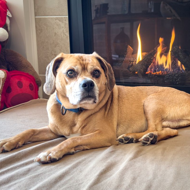 Garbanzo – Adopted! – Peppertree Rescue