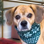 Garbanzo – Adoption Pending