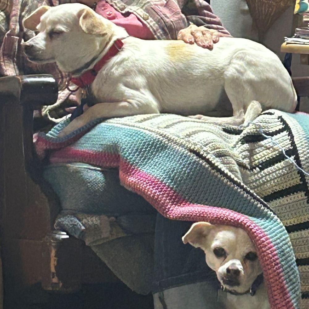 Eooerr Ree Patch and Ellie – Adopted! – Peppertree Rescue