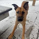 Chalupa – Needs a Foster Home