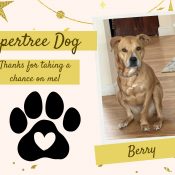 Furry Fun Run Yard Signs!