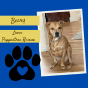 Furry Fun Run Yard Signs!